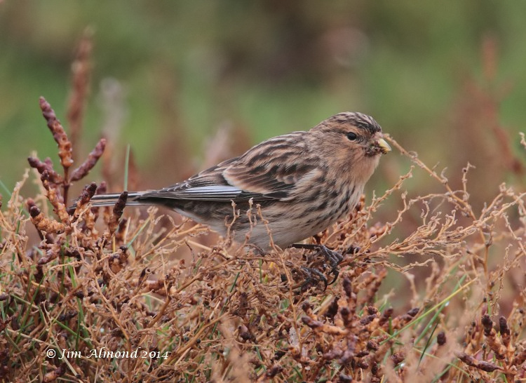 Twite side on cu Salthouse 9 11 14  IMG_2098